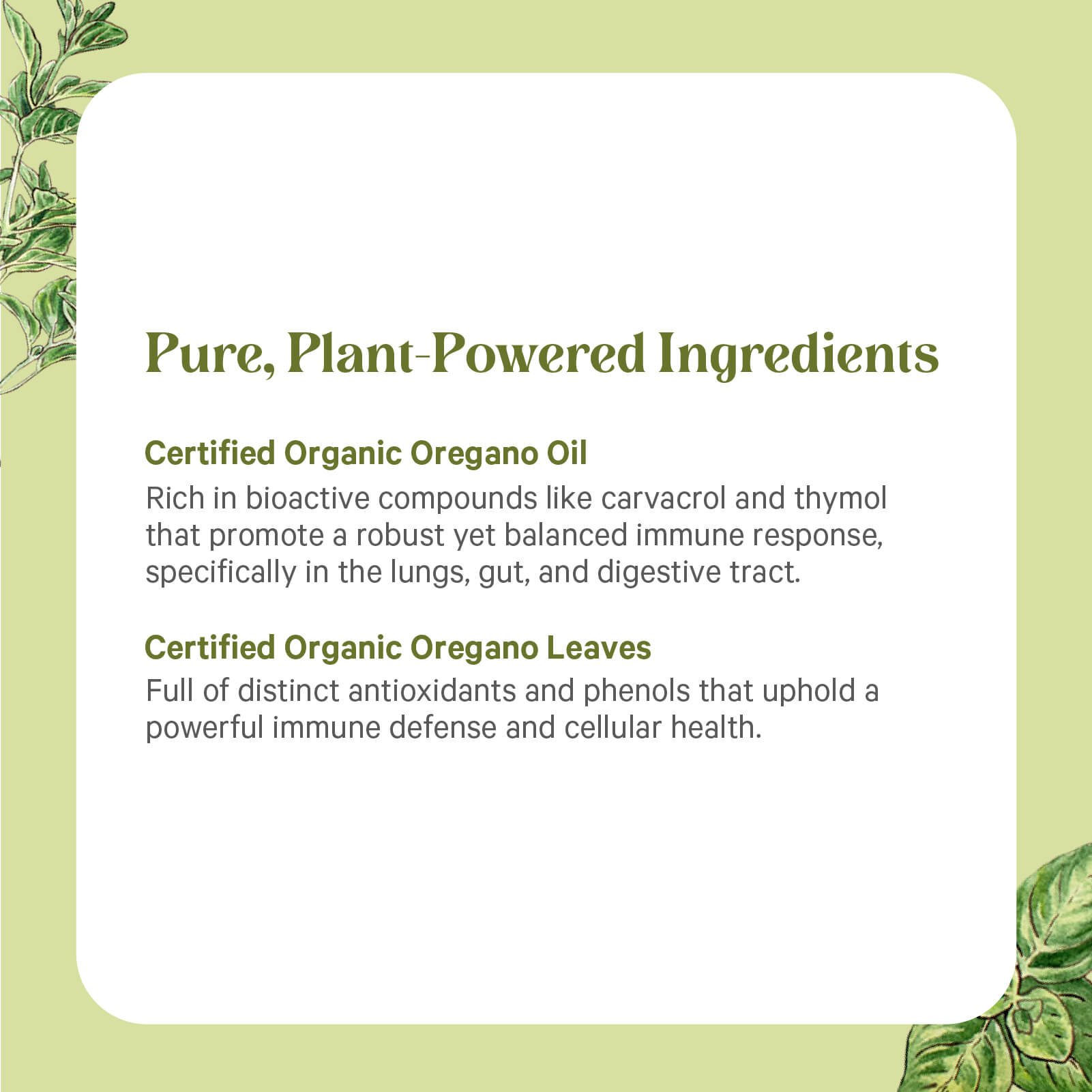 A graphic titled "Pure, Plant-Powered Ingredients" showcases The Synergy Company SuperPure® Oregano Extract, featuring Certified Organic Oregano Oil for immune and gut health, plus Certified Organic Oregano Leaves for antioxidant and immune support.
