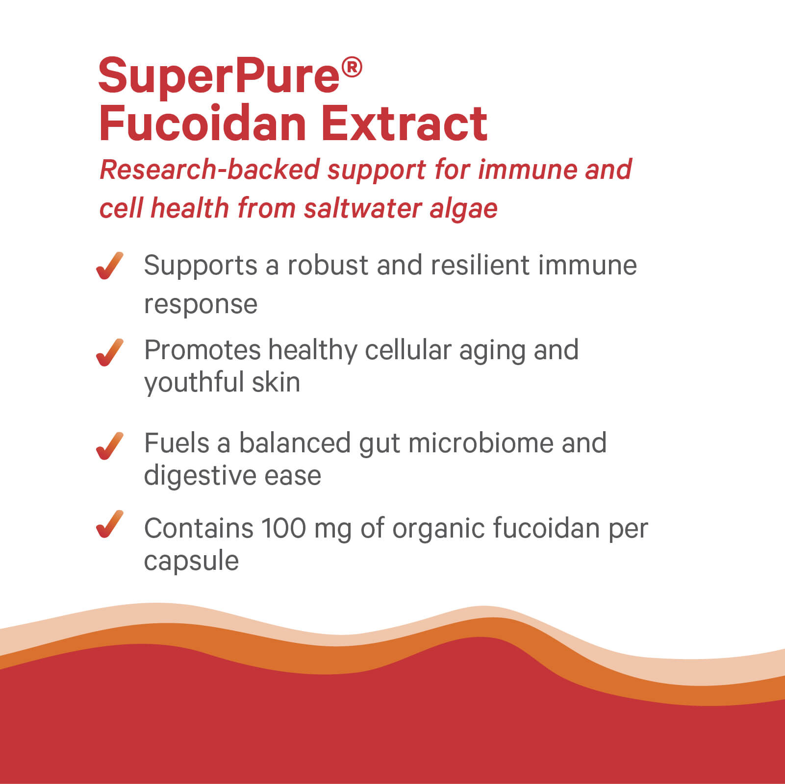 Informational graphic for The Synergy Company’s SuperPure® Fucoidan Extract, highlighting immune health, healthy aging, gut health, and 100 mg organic Undaria pinnatifida fucoidan per capsule, with a wavy red-orange border at the bottom.