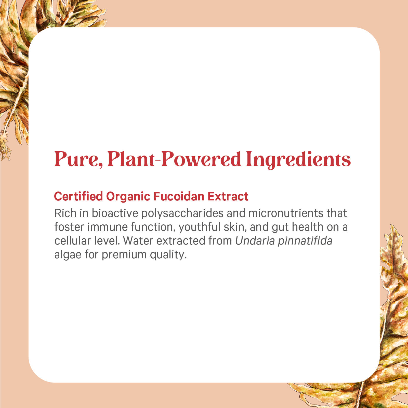 A white square with rounded corners on a peach background displays text about SuperPure® Fucoidan Extract from The Synergy Company, highlighting its certified organic source and immune and skin health benefits. Golden-brown leaves accent the corners.