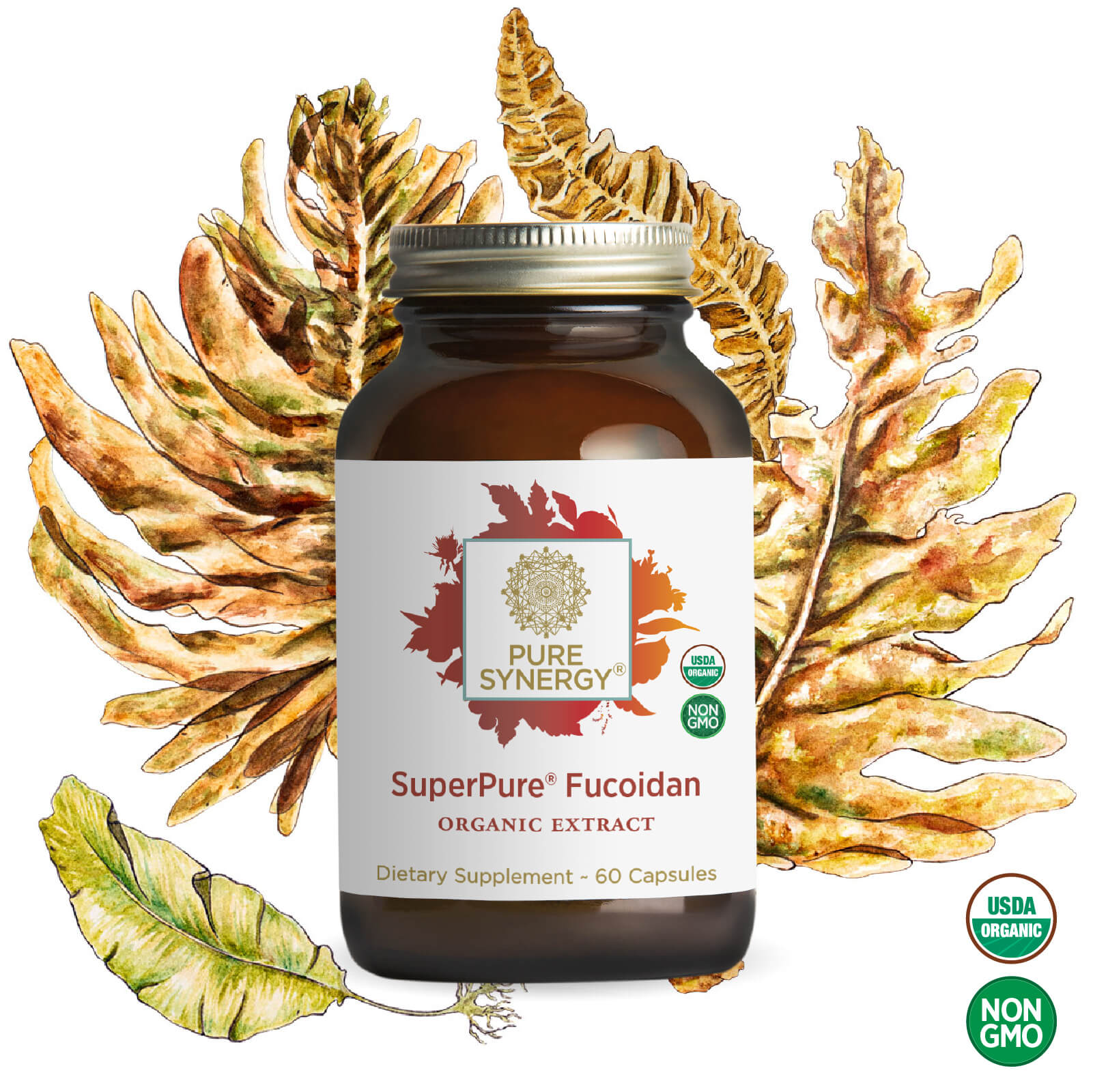A brown glass bottle of The Synergy Company SuperPure® Fucoidan Extract, made from organic Undaria pinnatifida, sits before watercolor seaweed art. The non-GMO bottle contains 60 capsules to support immune health.