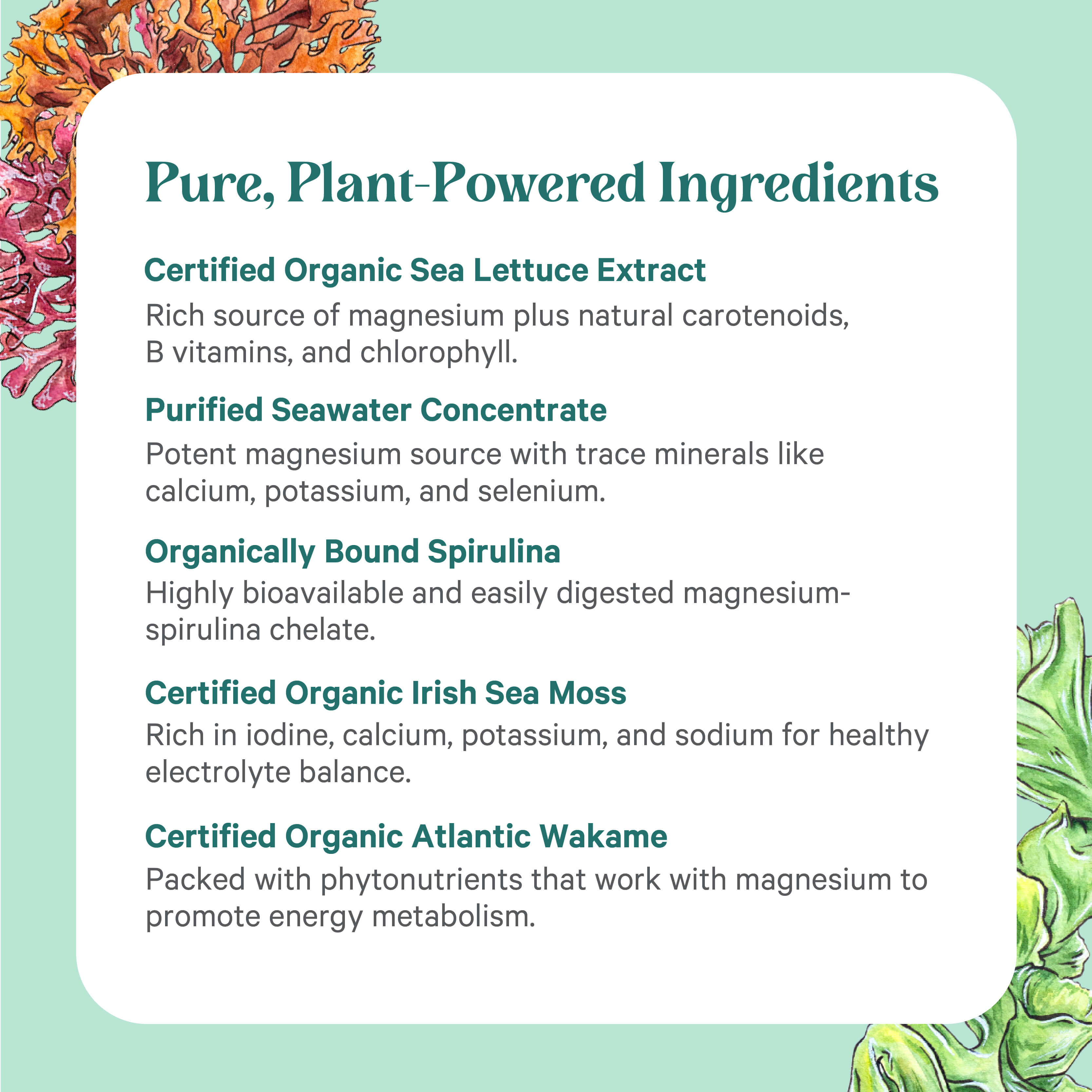 A list of five plant-based ingredients in Vital Ocean Magnesium™ with brief nutrient and health benefit descriptions, shown on a decorative background with organic seaweed art and mineralized seawater accents.