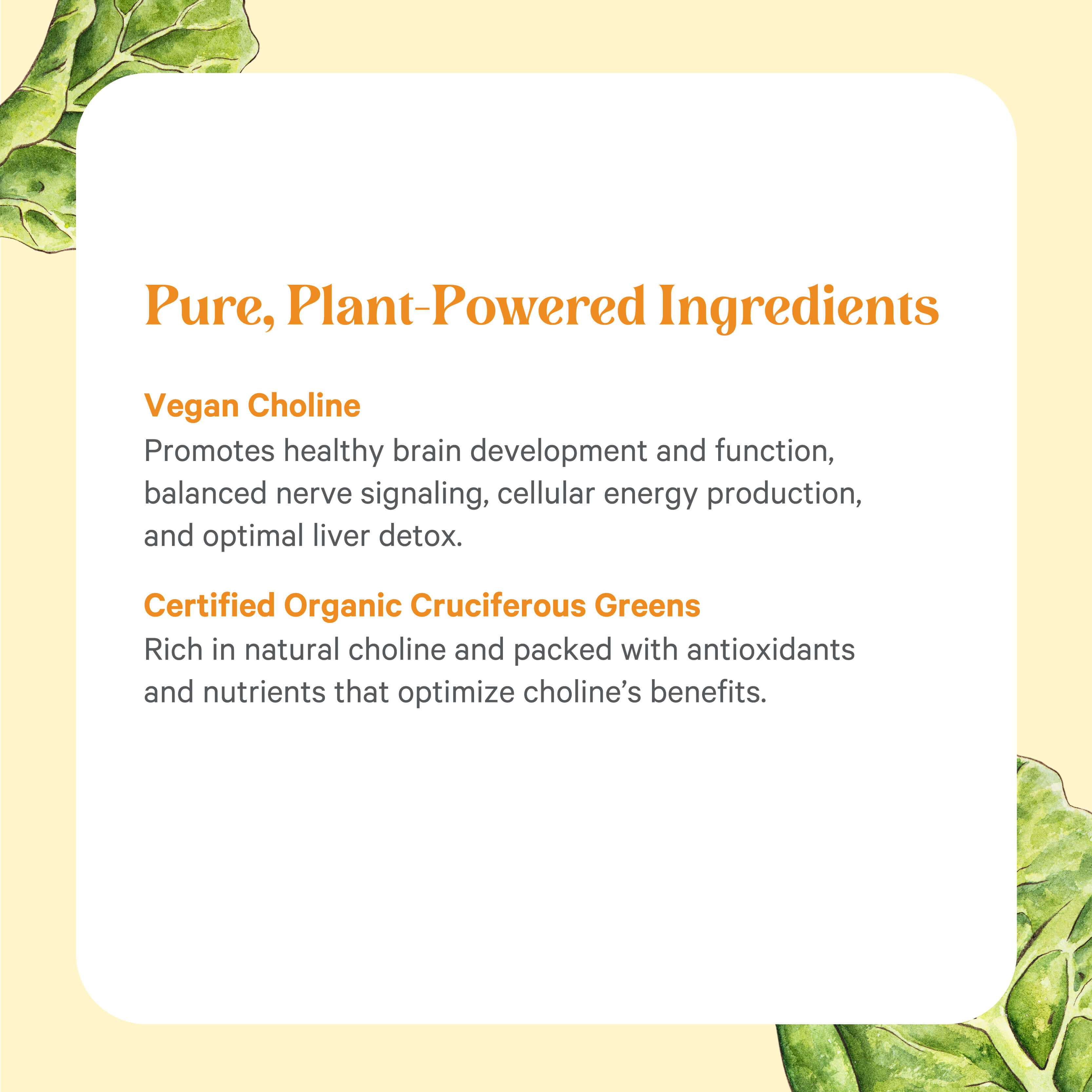 Text on a white box reads: Choline Complex™ by The Synergy Company – Pure, plant-powered ingredients. Vegan choline supplement supports brain development, nerve signaling, and energy, plus certified organic cruciferous greens rich in choline and antioxidants.