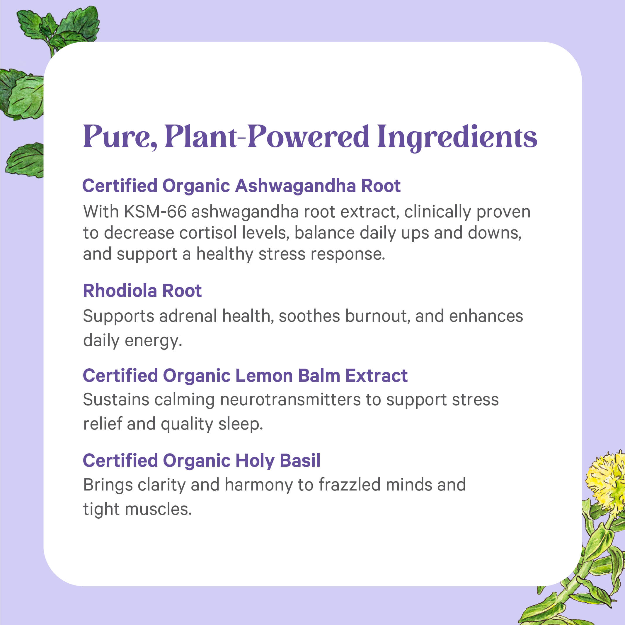 On a purple background, Stress Remedy® by The Synergy Company highlights four pure adaptogens—ashwagandha, rhodiola, lemon balm, and holy basil—to support stress balance, focus, and energy. Green plant art decorates the corners.