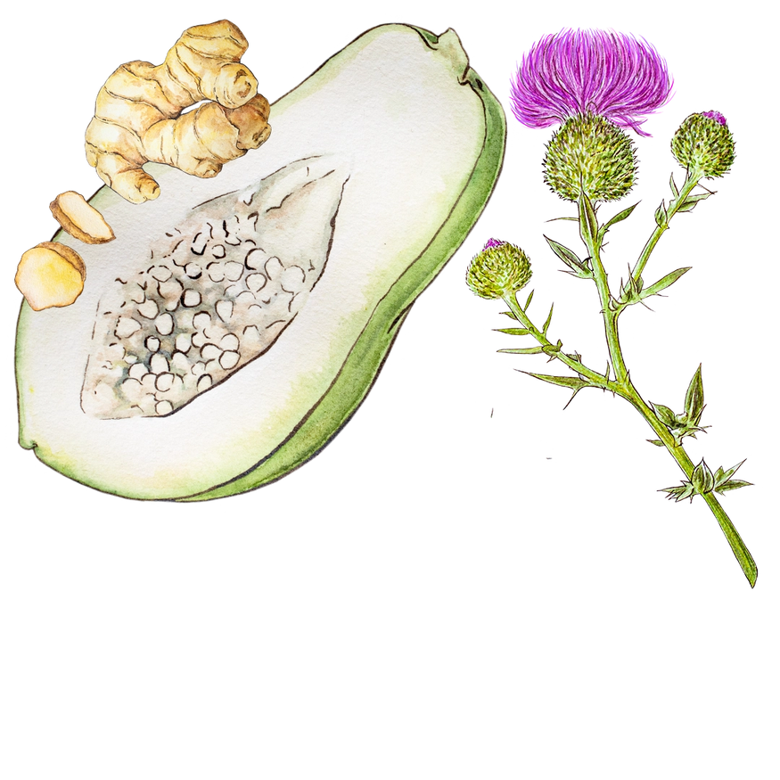 Illustration of sliced ginger root, a slice of melon with seeds, and a thistle branch with purple flowers and green buds.