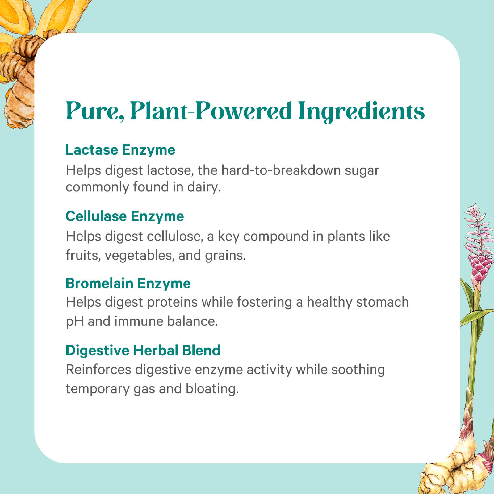 Graphic illustrating Enzyme Power™ by The Synergy Company, featuring four plant-based enzymes—lactase for lactose, cellulase for cellulose, bromelain for stomach health—and a herbal blend to soothe gas, bloating, and aid nutrient absorption.