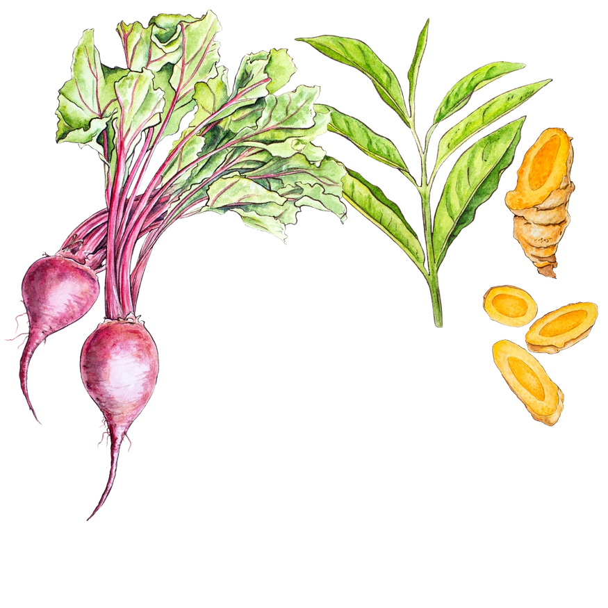 Watercolor illustration of beetroots with green leaves, turmeric roots, and green tea leaves, arranged artistically on a white background.