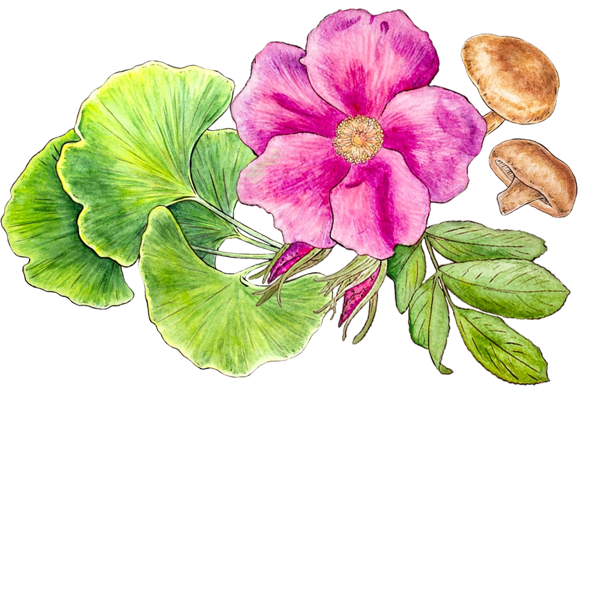 Illustration of a pink flower with green leaves, accompanied by two ginkgo leaves and two mushrooms on the right. The elements are arranged on a light blue background.