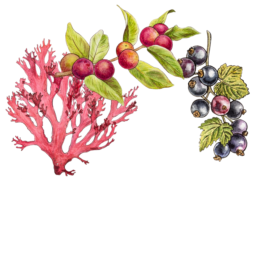 Illustration of red coral, a branch with red and orange berries, and a branch with black berries and green leaves on a white background.