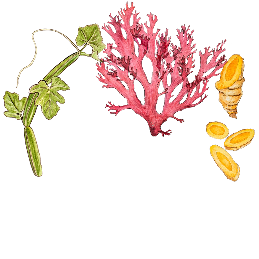 Illustration of a green plant stem with leaves, a red coral-like structure, and three nut-like objects with open edges, exposing yellow interiors.