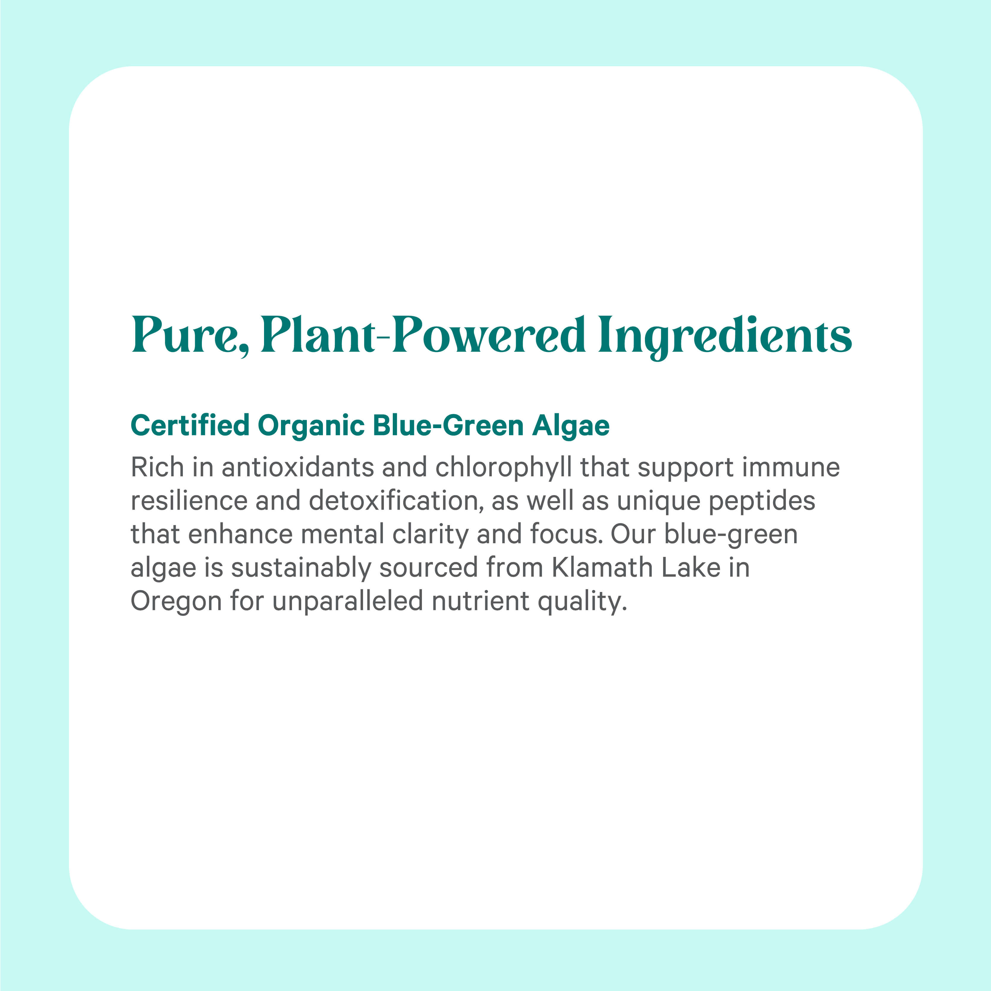 A graphic titled “Pure, Plant-Powered Ingredients” spotlights The Synergy Company Organic Blue-Green Algae Powder, featuring Certified Organic Aphanizomenon flos-aquae from Oregon’s Klamath Lake—rich in antioxidants, chlorophyll, and peptides.