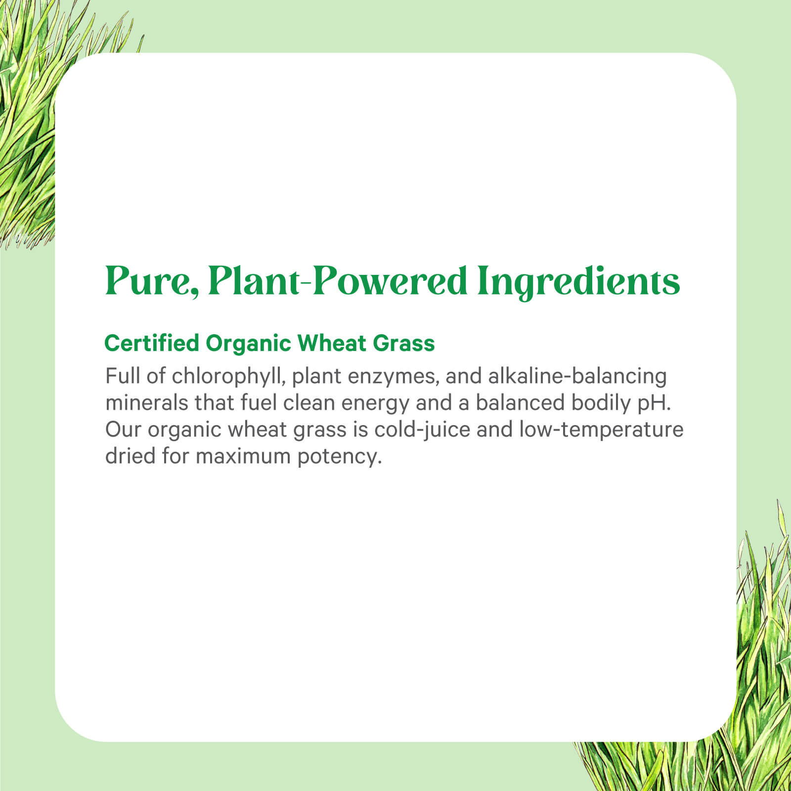 A white box on a green background displays text about The Synergy Company Organic Wheat Grass Juice Powder, highlighting its certified organic chlorophyll, enzymes, and minerals. Wheat grass juice powder and grass images are shown in the corners.