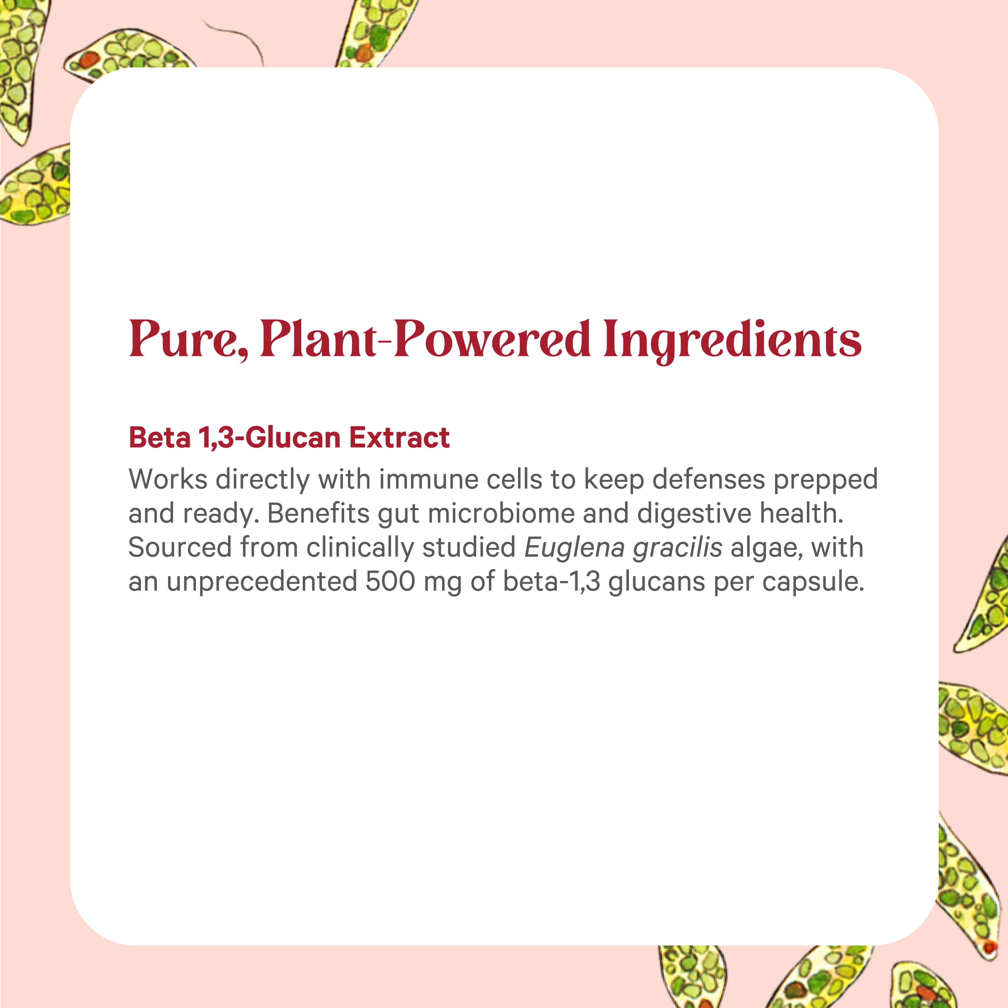 A white box on a pink background with green algae illustrations features The Synergy Company’s SuperPure® Beta 1,3-Glucan Extract, highlighting “Pure, Plant-Powered Ingredients” from Euglena gracilis algae for immune and digestive support.