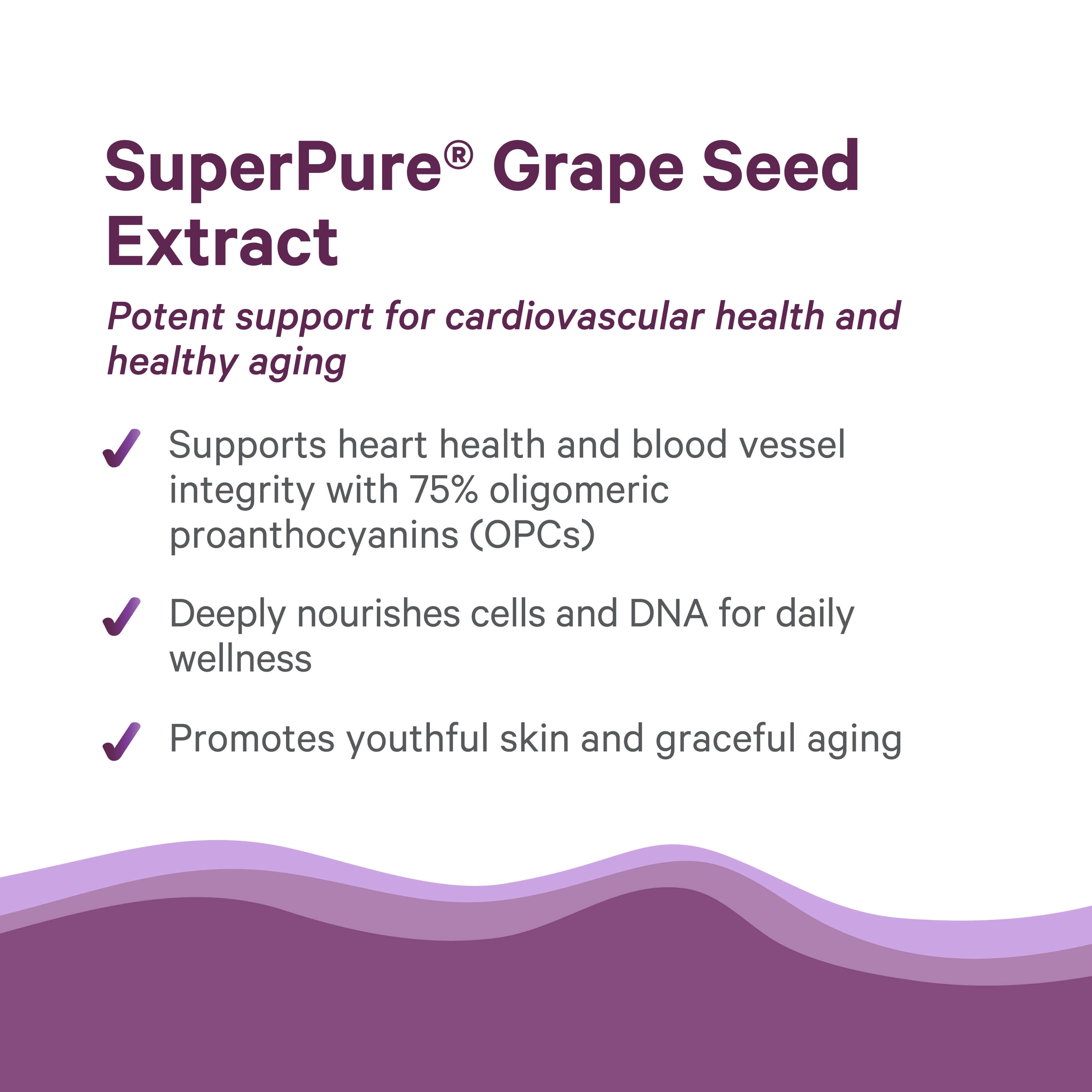 Informational graphic about The Synergy Company’s SuperPure® Grape Seed Extract, showcasing organic grape seed benefits for heart health, cellular and DNA support, youthful skin, and graceful aging against a purple wave design.