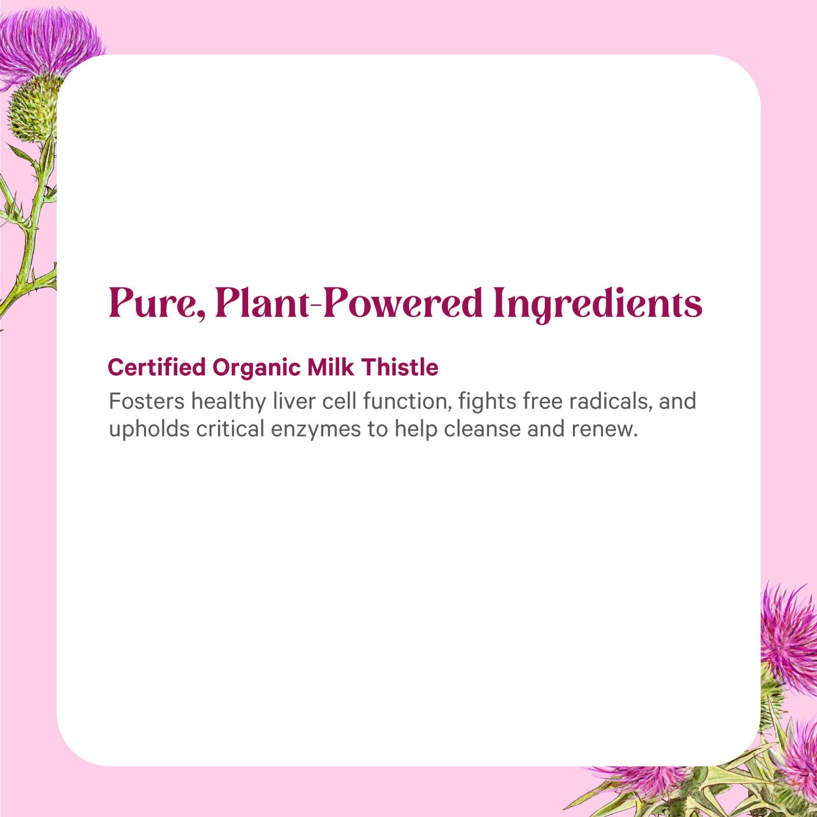 A pink background with purple thistle flowers in the corners. Text reads: The Synergy Company SuperPure® Milk Thistle Extract—certified organic and plant-powered for gentle liver cleansing and healthy cell renewal.