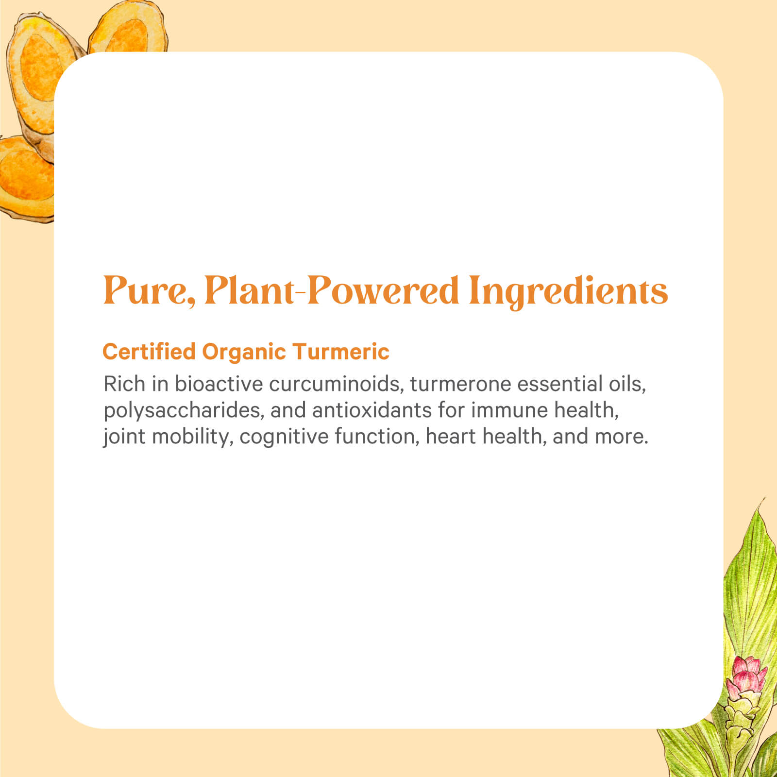 A graphic features the heading "Pure, Plant-Powered Ingredients," highlighting The Synergy Company’s SuperPure® Turmeric Extract—a full-spectrum curcuminoid complex that supports immune health, joints, cognition, and heart. Plant illustrations border the text.