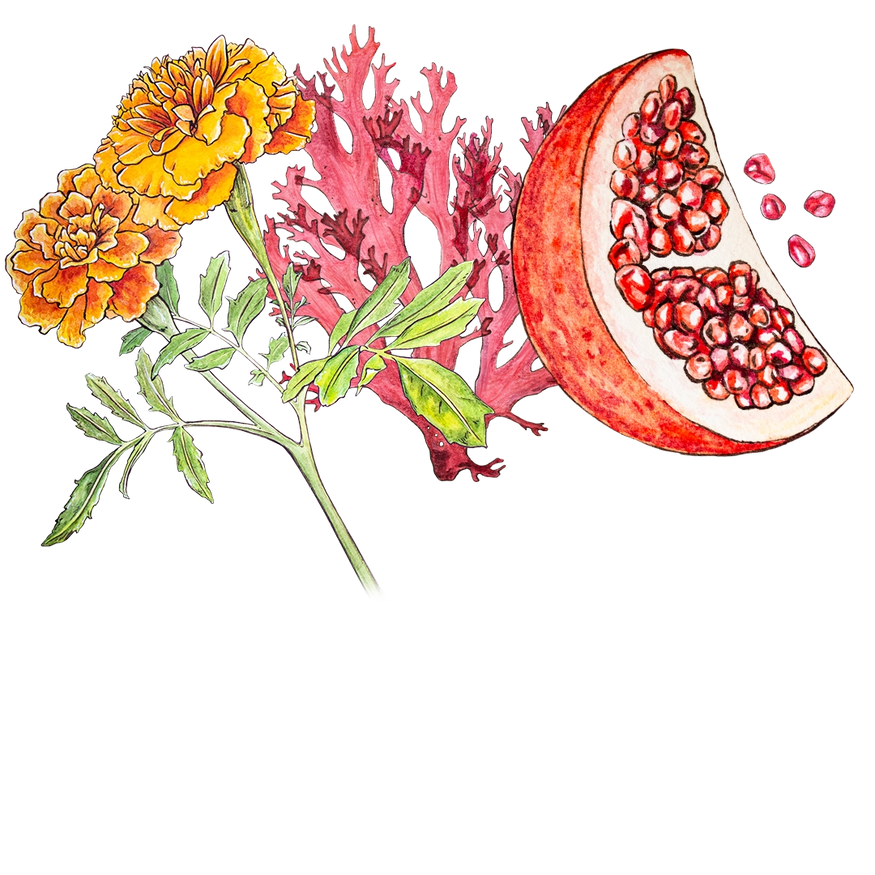 Illustration of vibrant marigold flowers with green leaves, red coral branches, and a slice of pomegranate with seeds, showcasing natures diversity in color and texture.