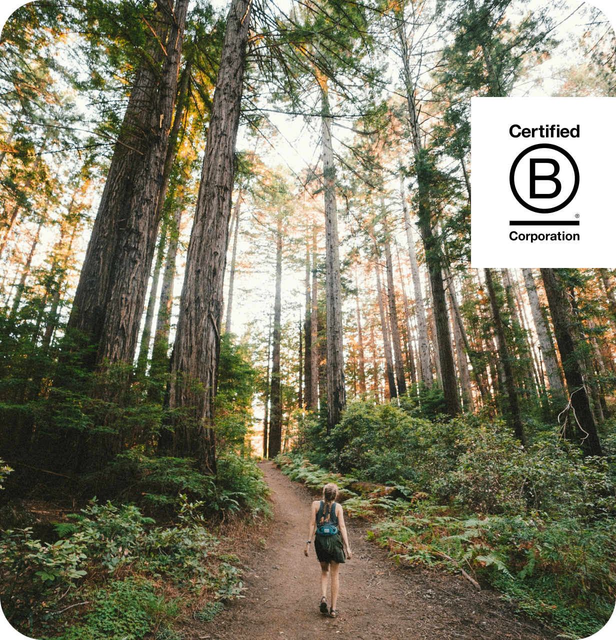 A person with a backpack walks along a forest trail surrounded by tall trees. Sunlight filters through the canopy, casting dappled shadows on the path. A Certified B Corporation logo is visible in the top right corner.