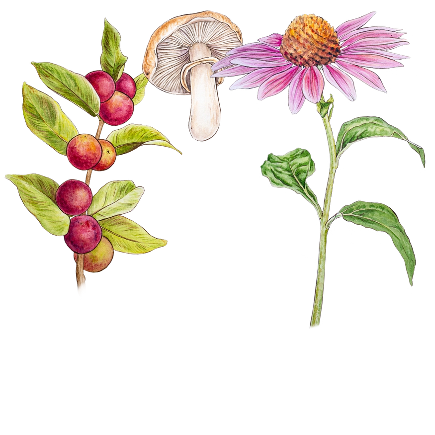 Illustration of a coffee plant with red berries, a mushroom, and a pink echinacea flower. Each element is detailed and colorful, with green leaves accompanying the coffee plant and flower.