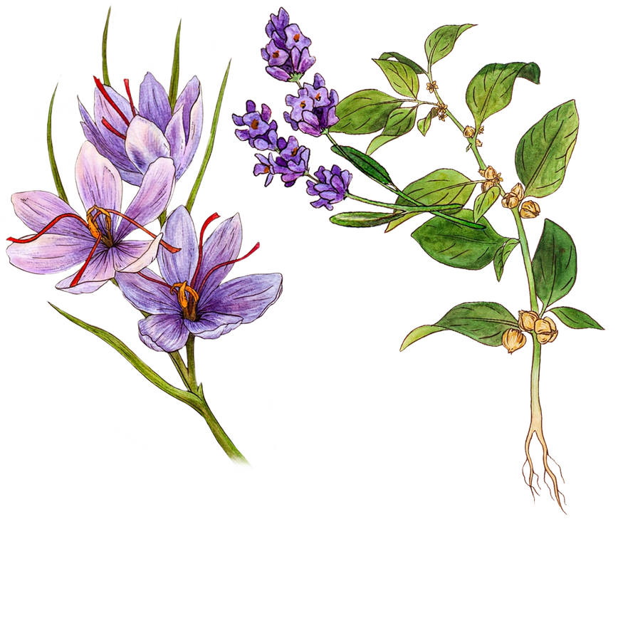 Illustration of two plants: one with purple lavender flowers and green leaves, and the other showing light purple saffron flowers with red stigmas alongside green stems.