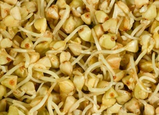 Buckwheat Berry Sprouts