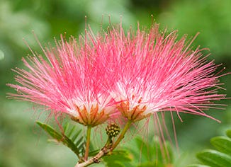 Albizia Tree Bark & Flower Extracts