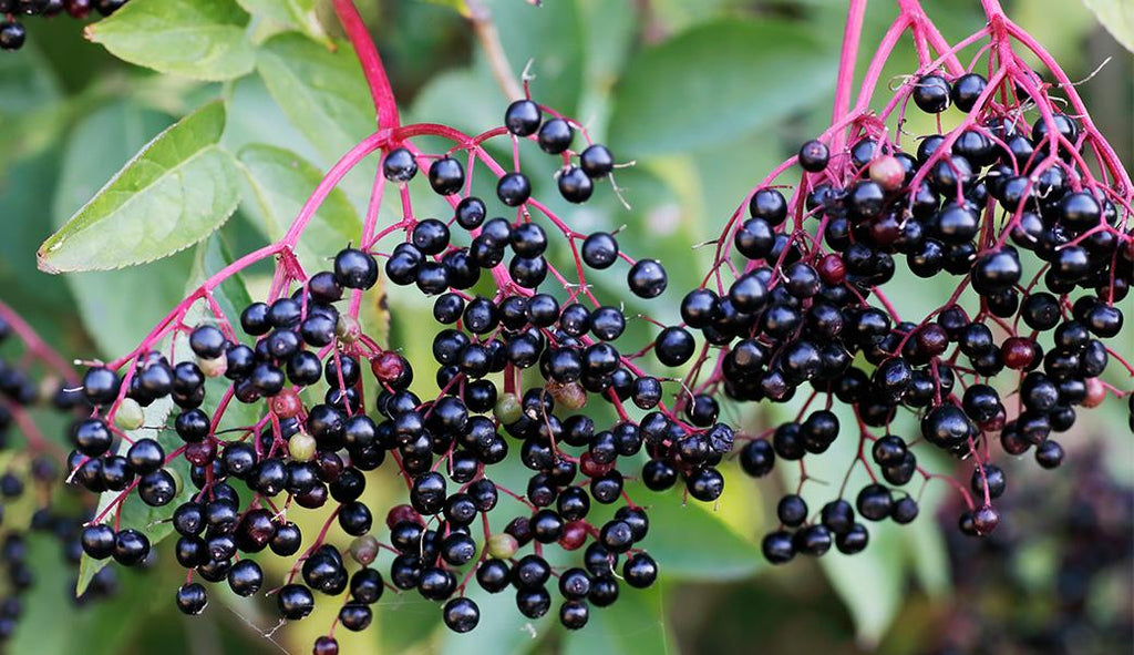 Elderberries — Nature’s Medicine Chest