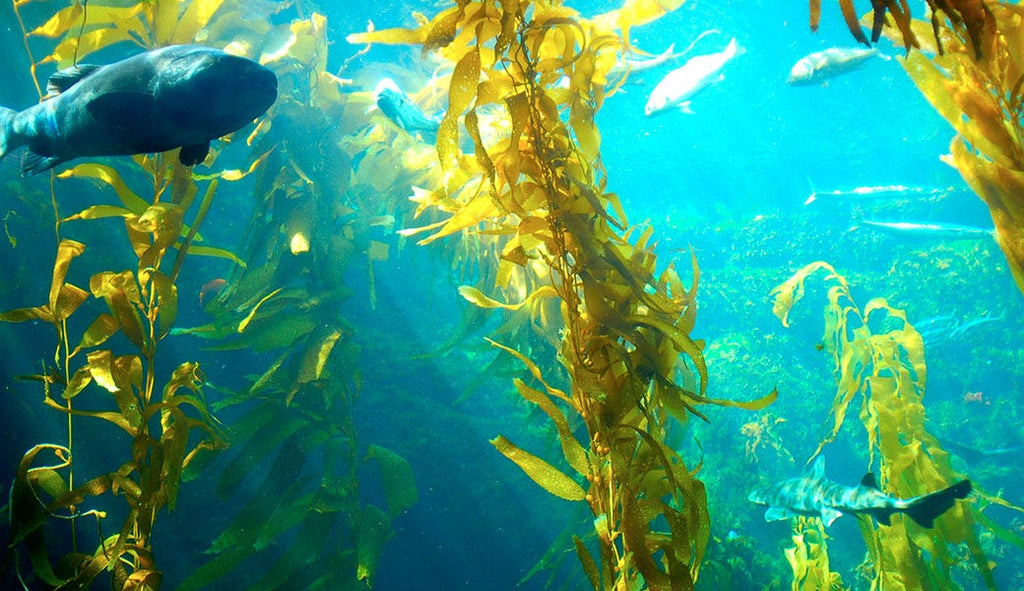 Fucoidan Seaweed Extract — A Hidden Gem