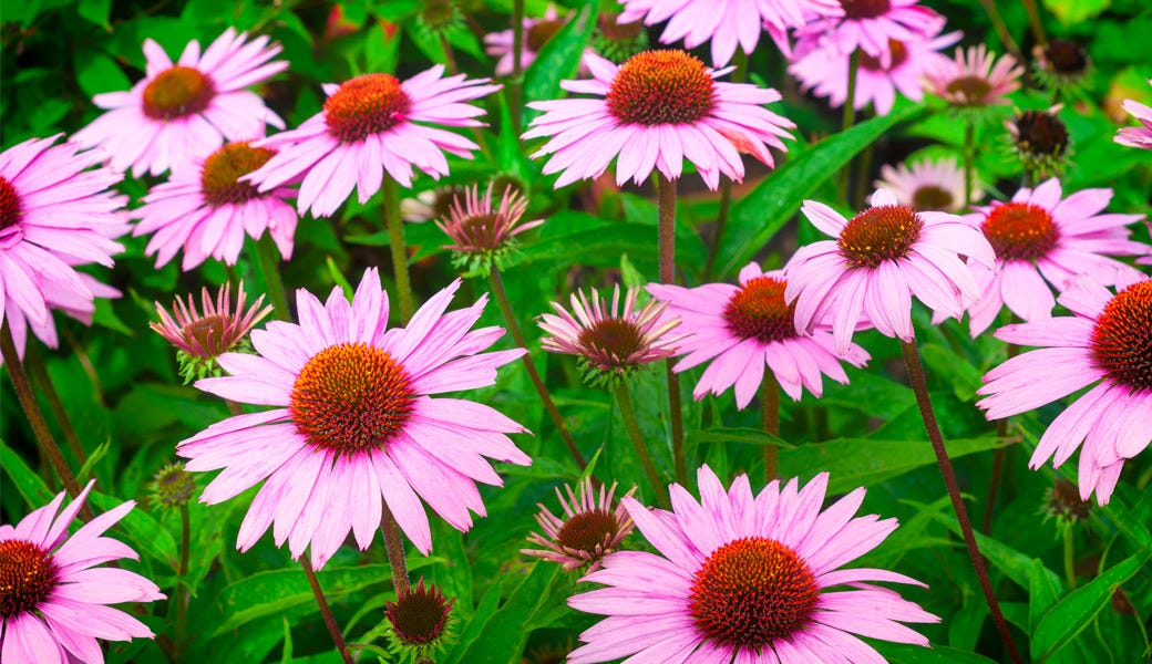 Not Your Average Echinacea