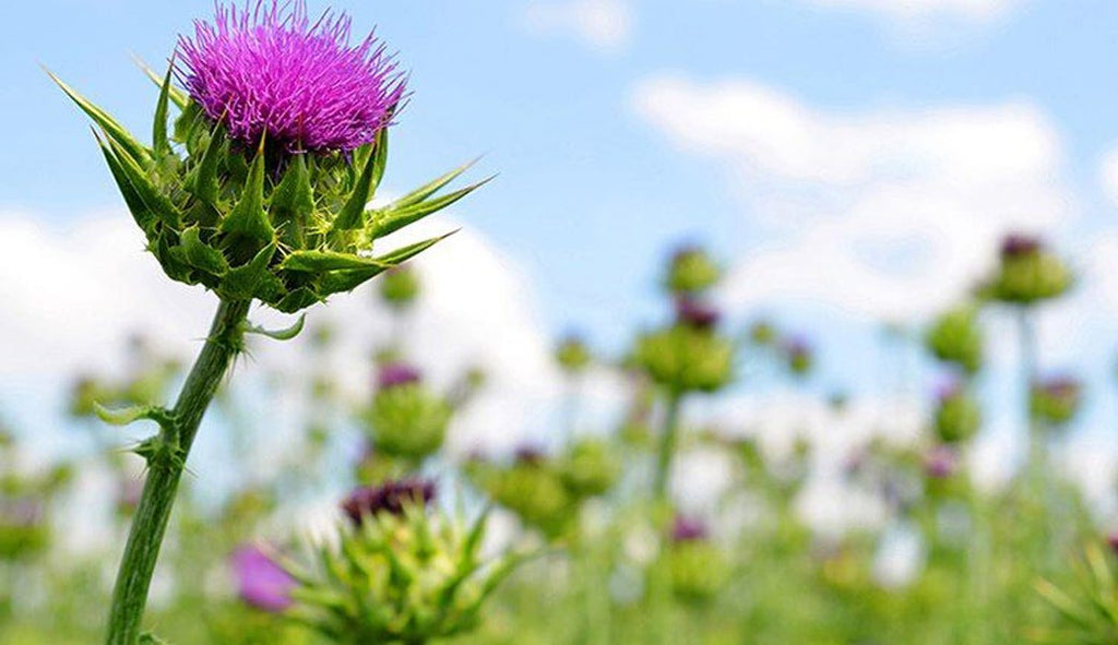 What Does Milk Thistle Do for Your Body?