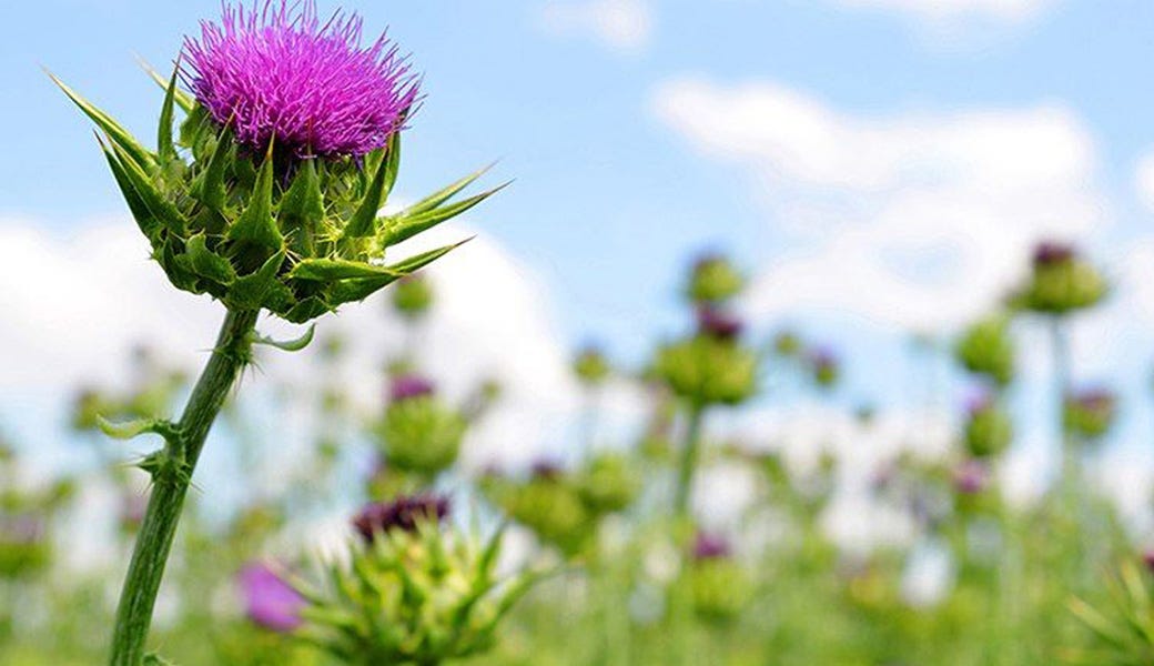 What Does Milk Thistle Do for Your Body? Pure Synergy