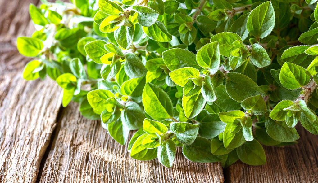 Oregano – Great for Much More Than Pizza