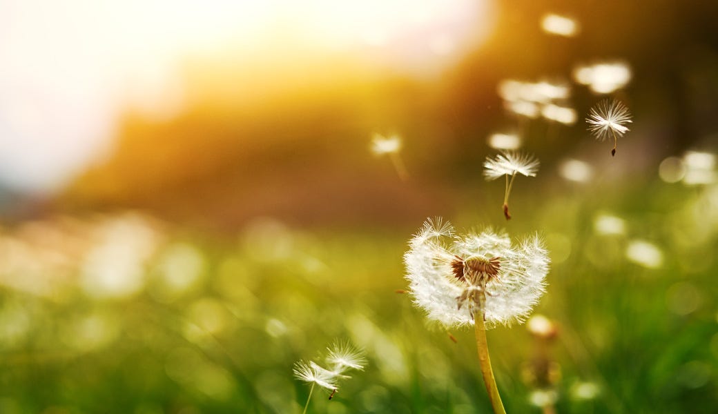 Natural Ways to Help Seasonal Pollen Symptoms