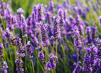 Lavender Flower Oil Extract