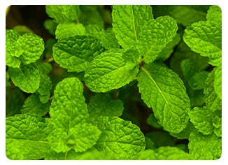 Lemon Balm Leaf Extract