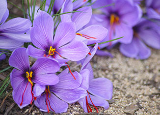 Saffron Flower Essence