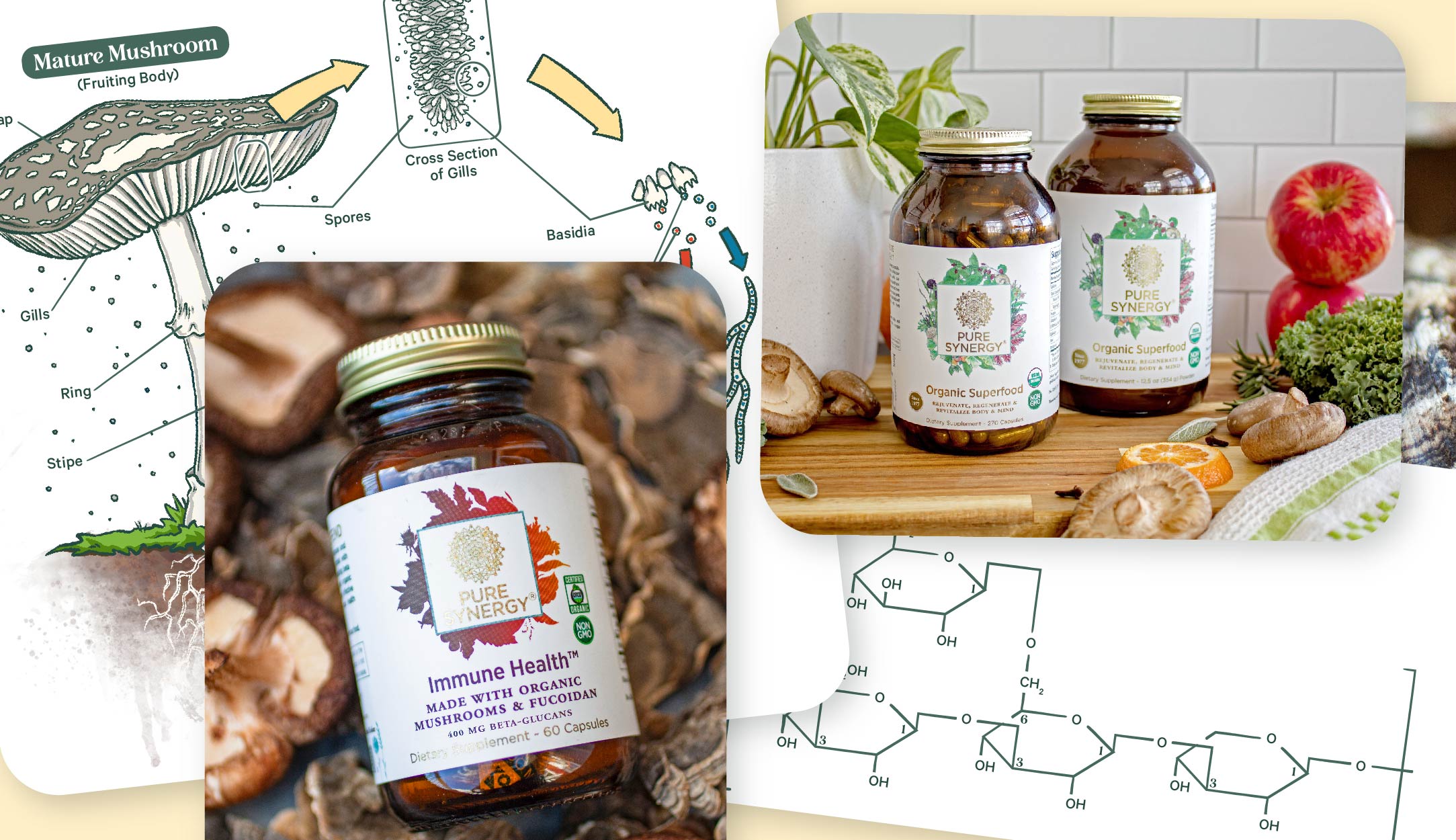 Get Grounded in Mushroom Extracts. Image of Immune Health product, mushroom life cycle, and beta 1,3-1,6 glucan