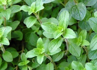 Oregano Leaf Extract