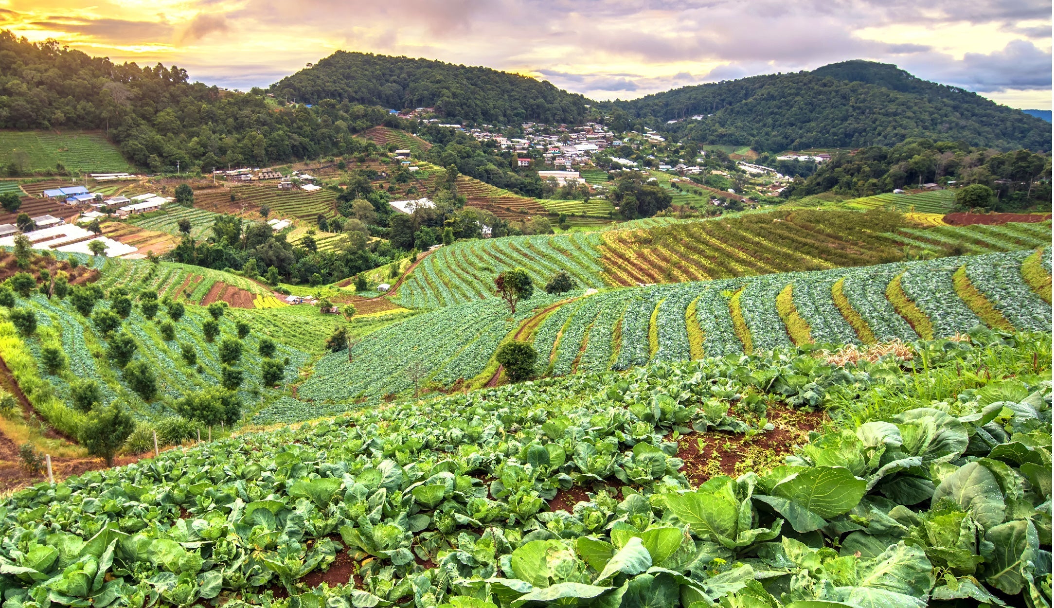 What Is Organic?