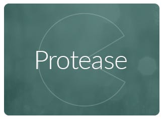 Protease Enzyme