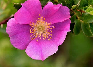 Rose Flower Extract