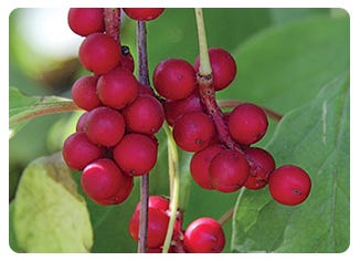 Schizandra Seed and Fruit Extract