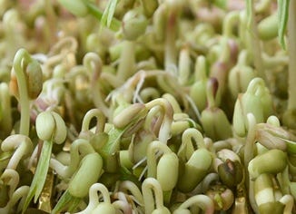 Millet Sprouts