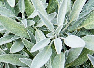 Sage Leaf