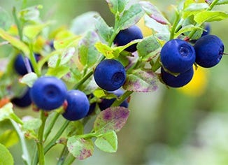 Bilberry