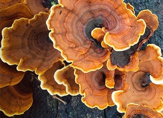 Turkey Tail Mushroom