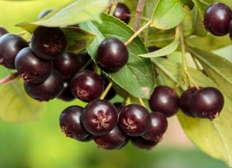 Aronia Berry