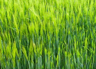 Barley Grass Powder 6oz – Ellies Best