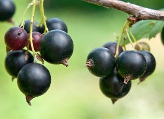 Black Currant Extract
