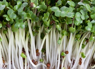 Broccoli Sprouts