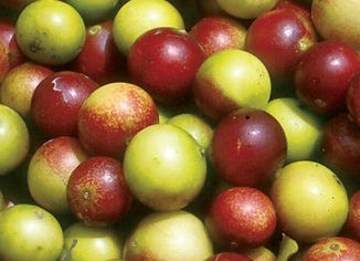 Camu Camu Extract